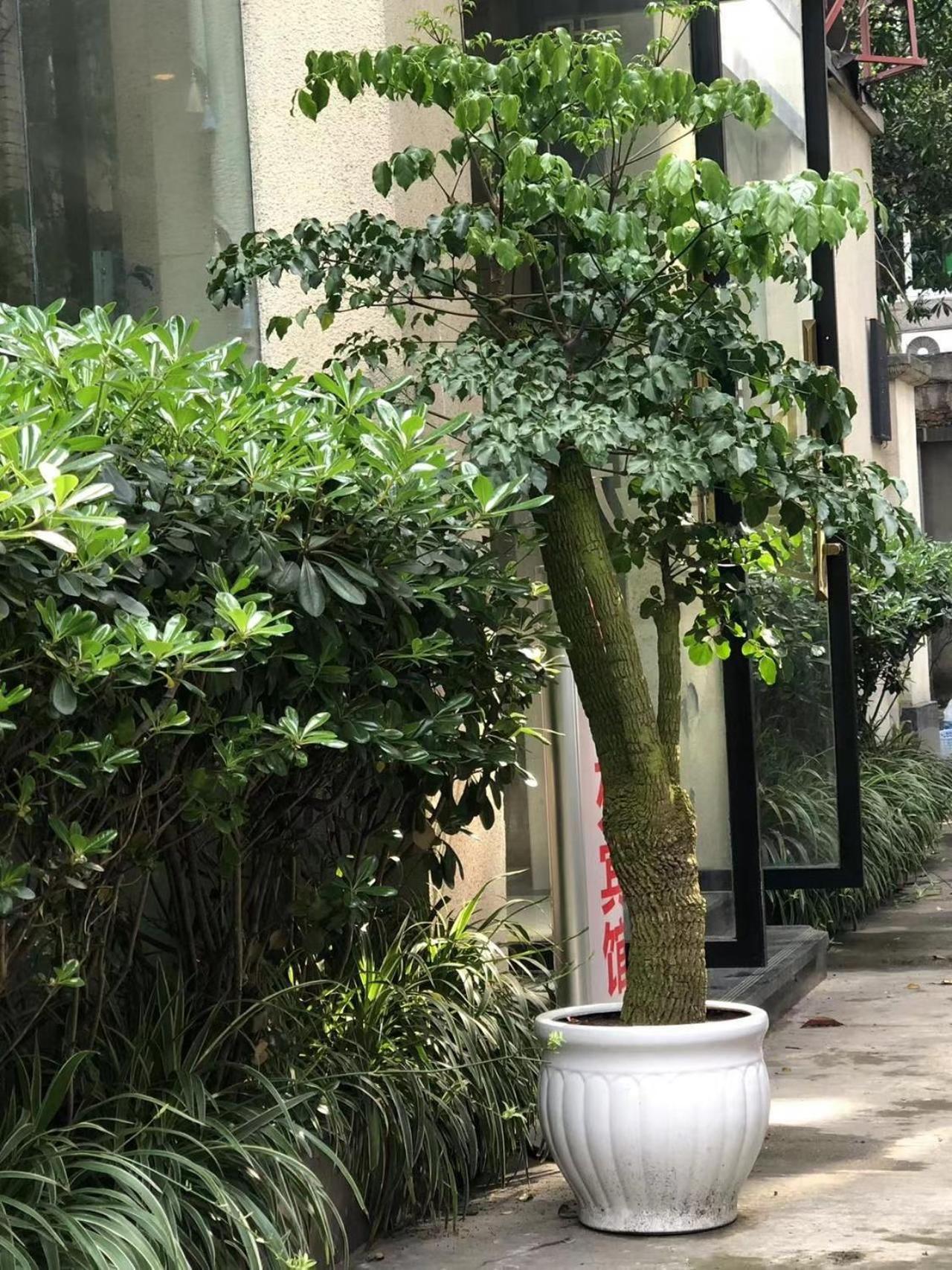 Chengdu Sichuan University Budget Hotel מראה חיצוני תמונה